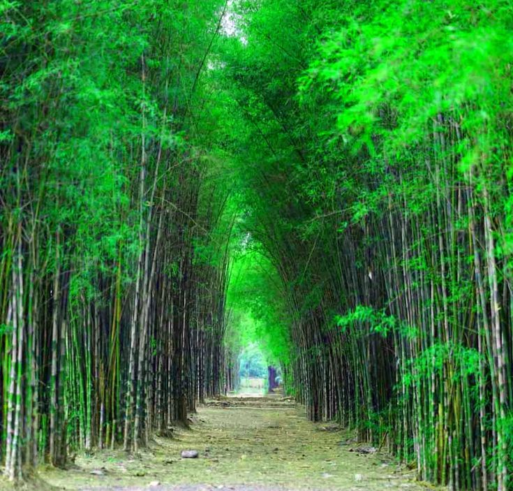Hutan Bambu Keputih Surabaya
